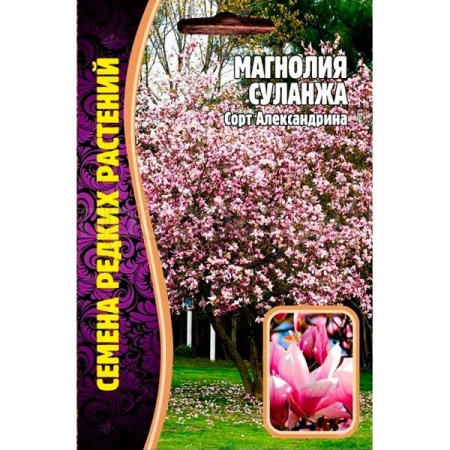 Магнолия Суланжа 3шт